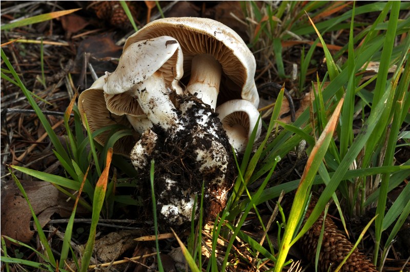 Cortinarius bianco.